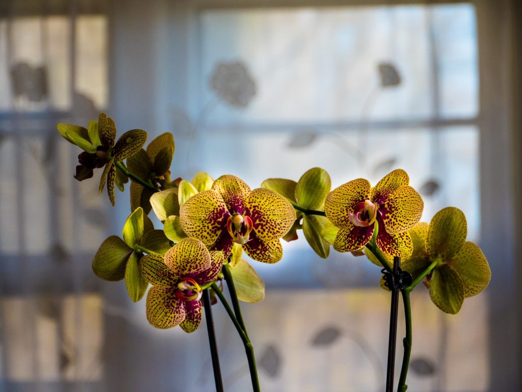 Cuidar De Orquídeas Em Apartamento? A Verdade Que Não Te Contaram!