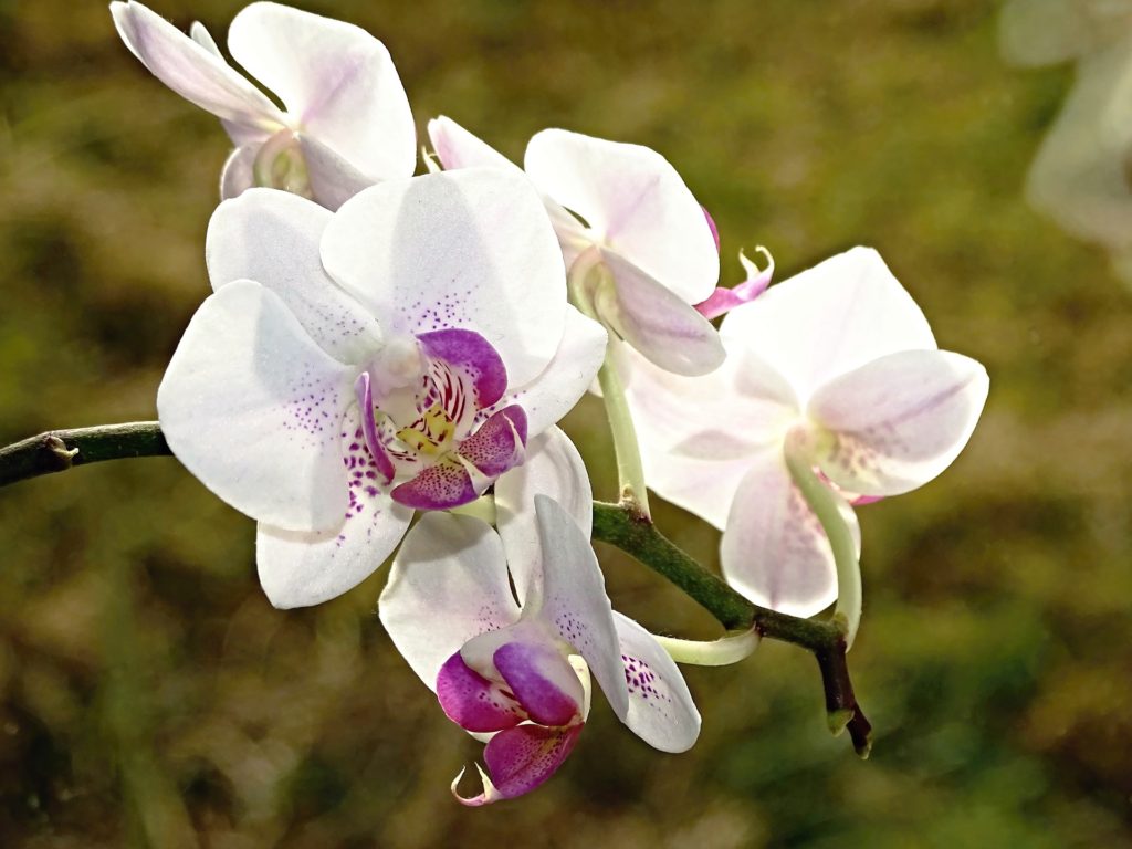 Orquídeas Como Cuidar Facilmente Cuidados 1024x768 - Orquídeas: Como Cuidar Facilmente
